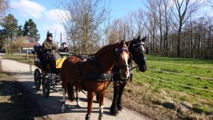 Reiten_5